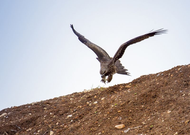 down фото превью