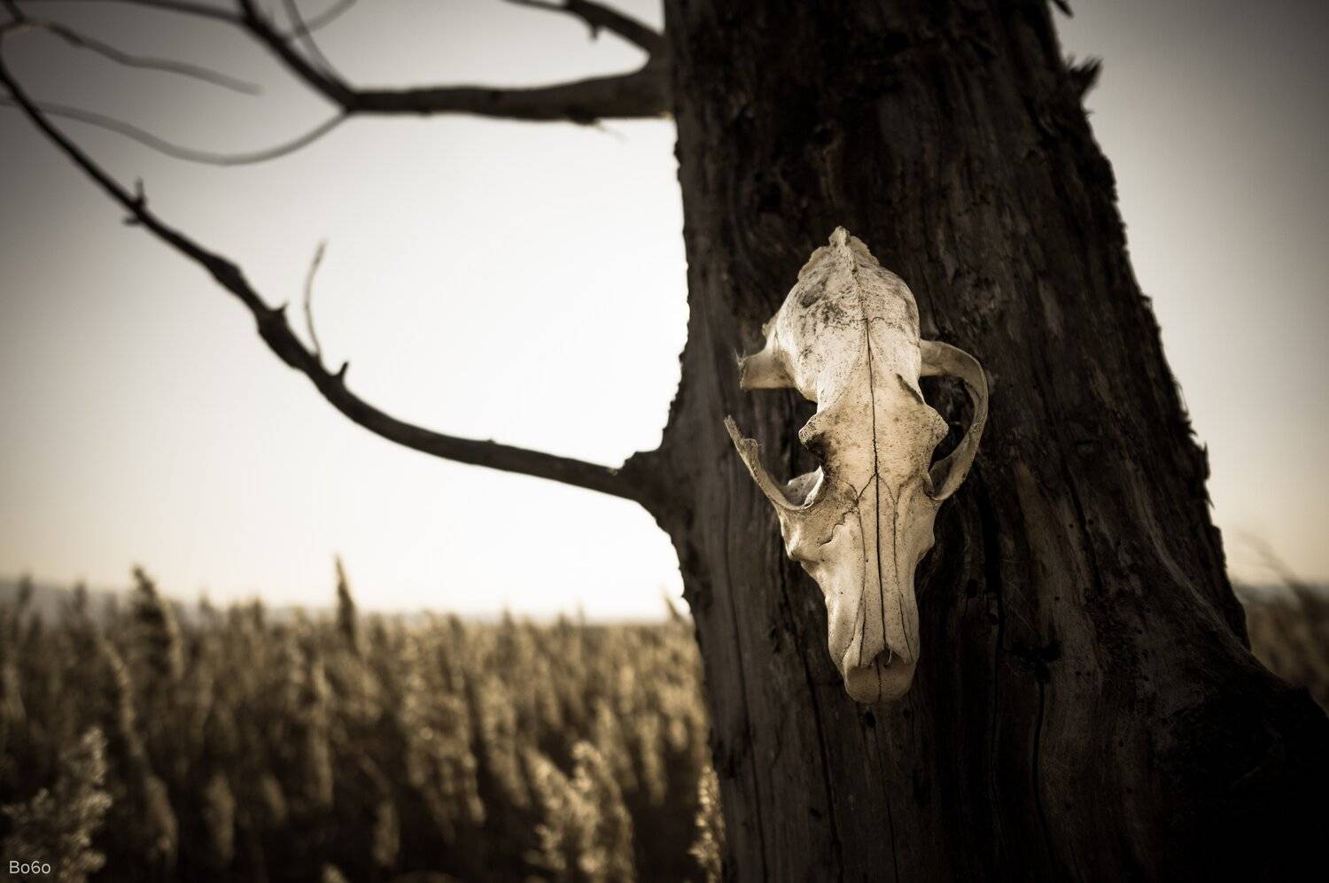 skull, Boris Preslavski