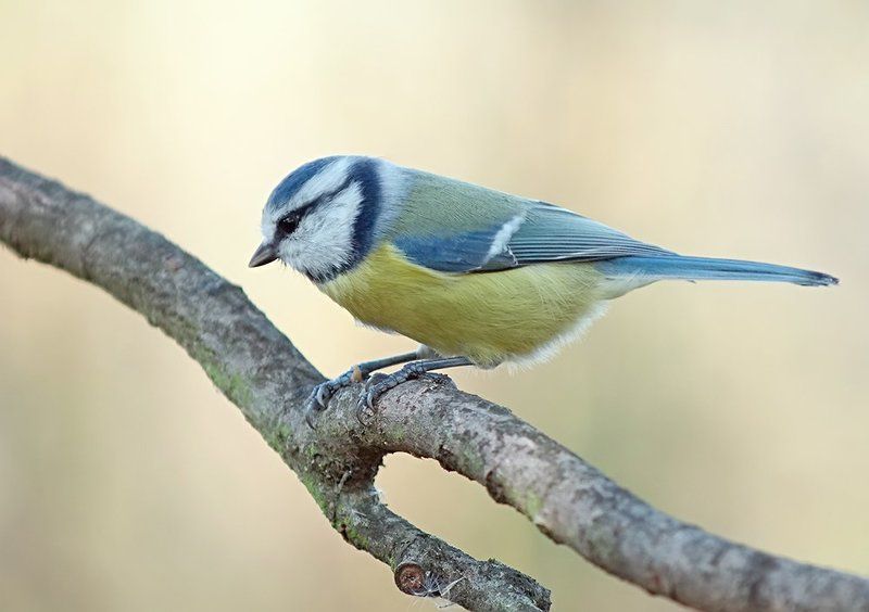 лазоревка *** фото превью