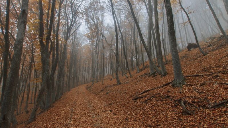 Ноябрьский Чатыр-Даг фото превью