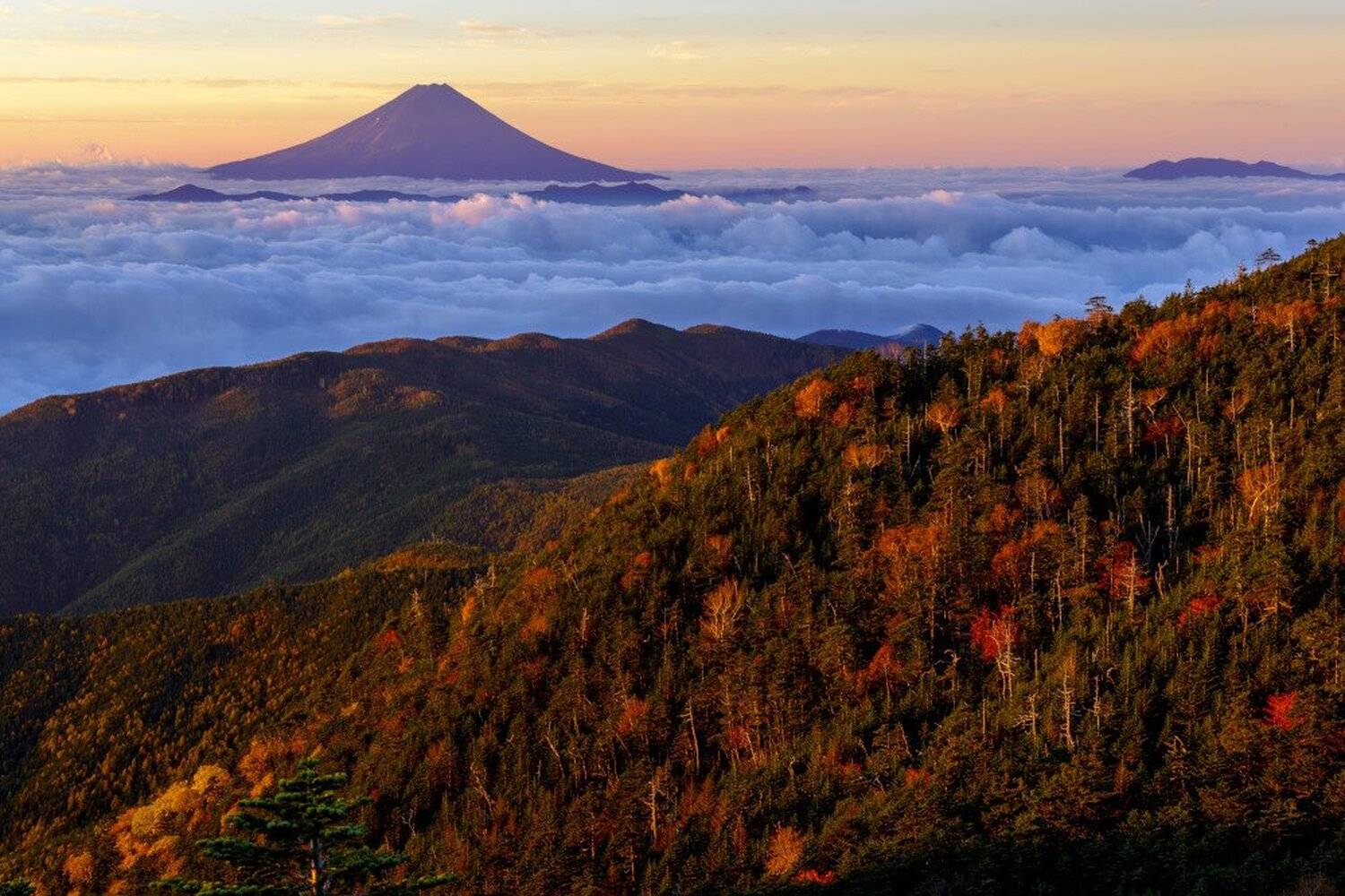 fuji,mountain,tree,autumn,japan,landscape,cloud,, Takashi