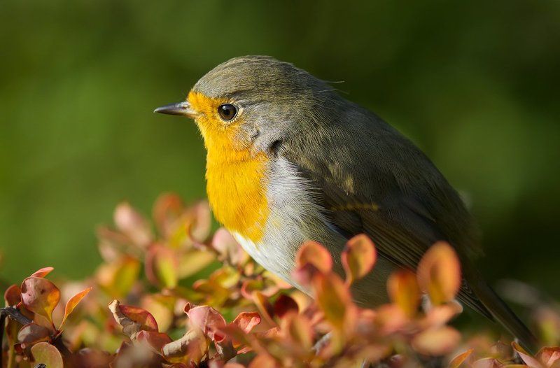 птица, зарянка Призадумался. фото превью