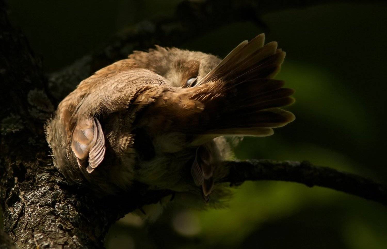 Птица, Зоя Лаптева