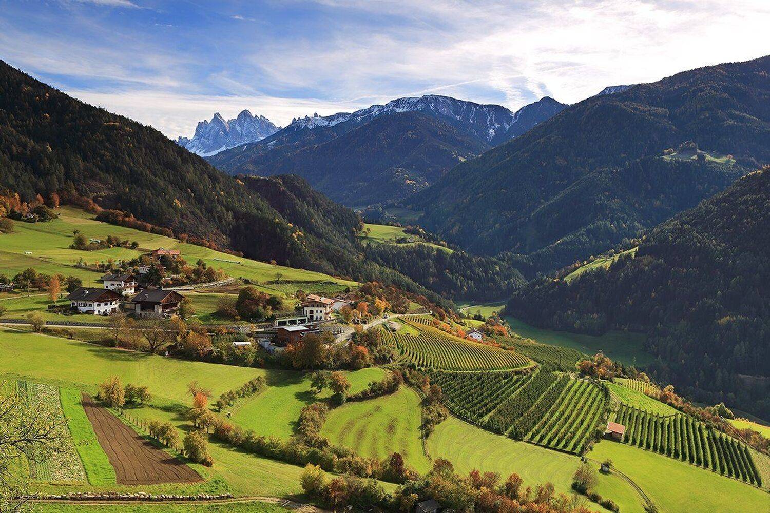 , Игорь Дубровский