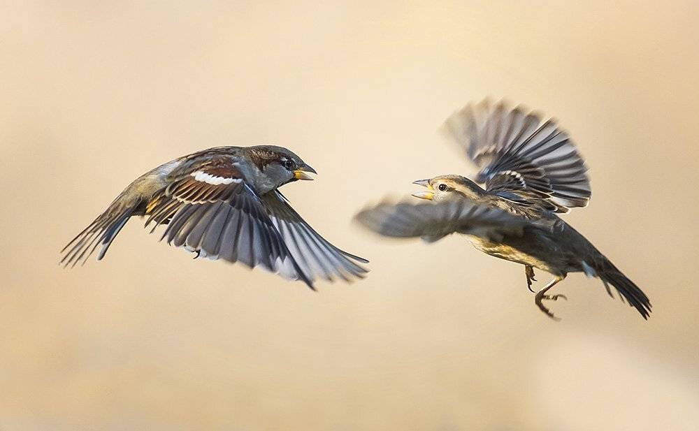 воробьи, Наталья