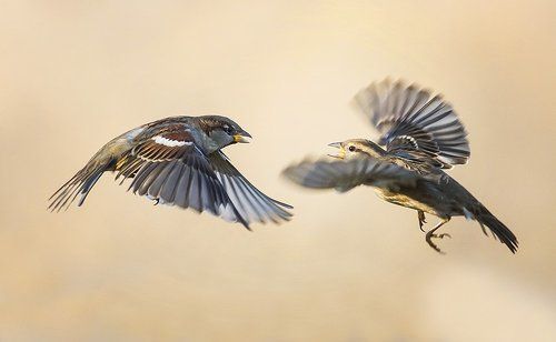 разговоры на высоте