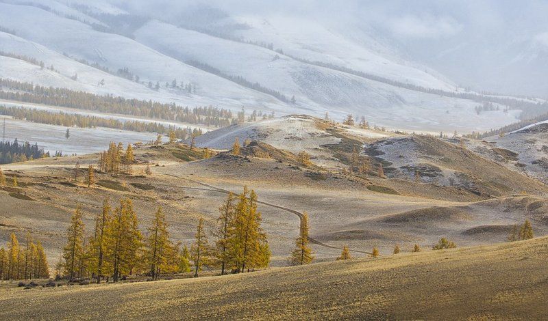 Алтай, осень, желтый, горы, путешествия В золотых тонах фото превью