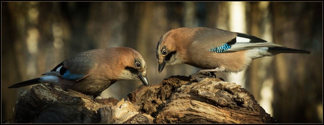, Валерий Субачев
