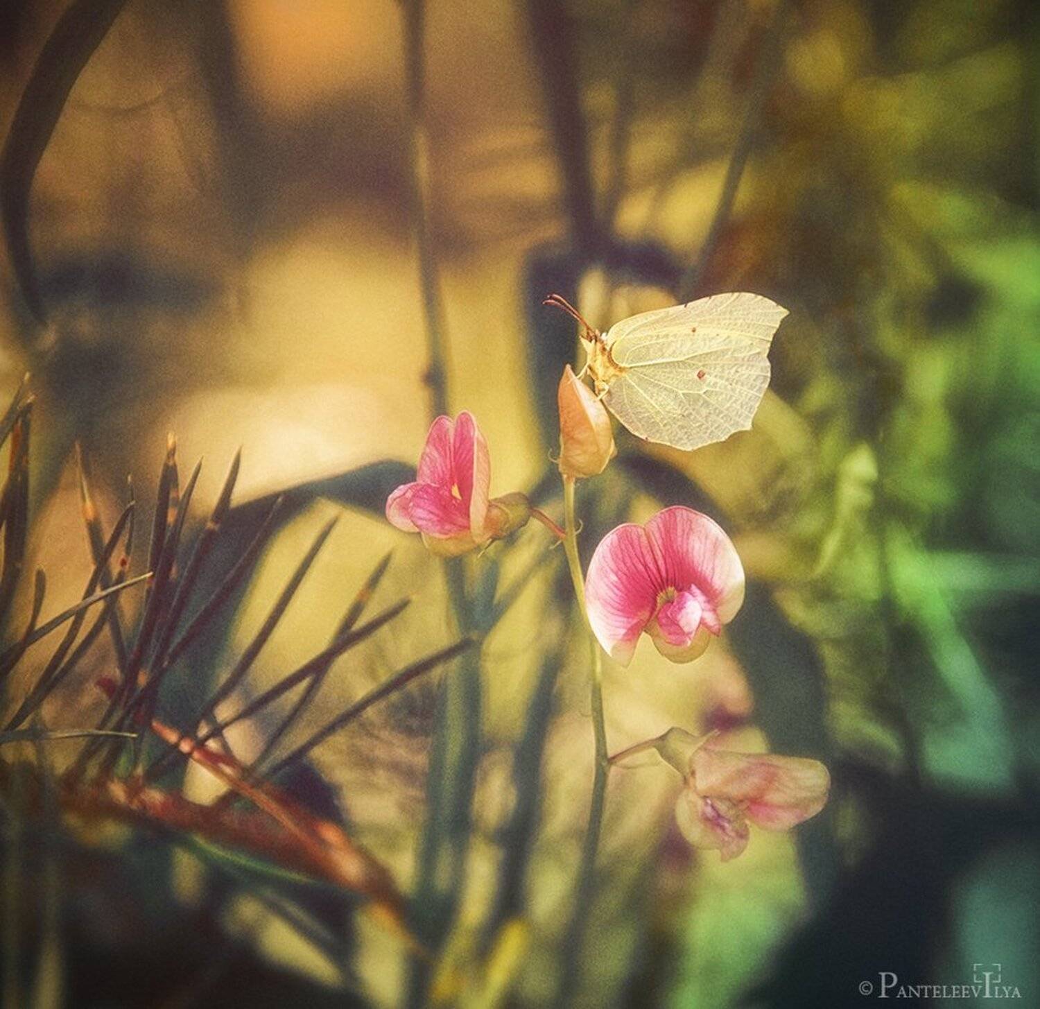 , Пантелеев Илья