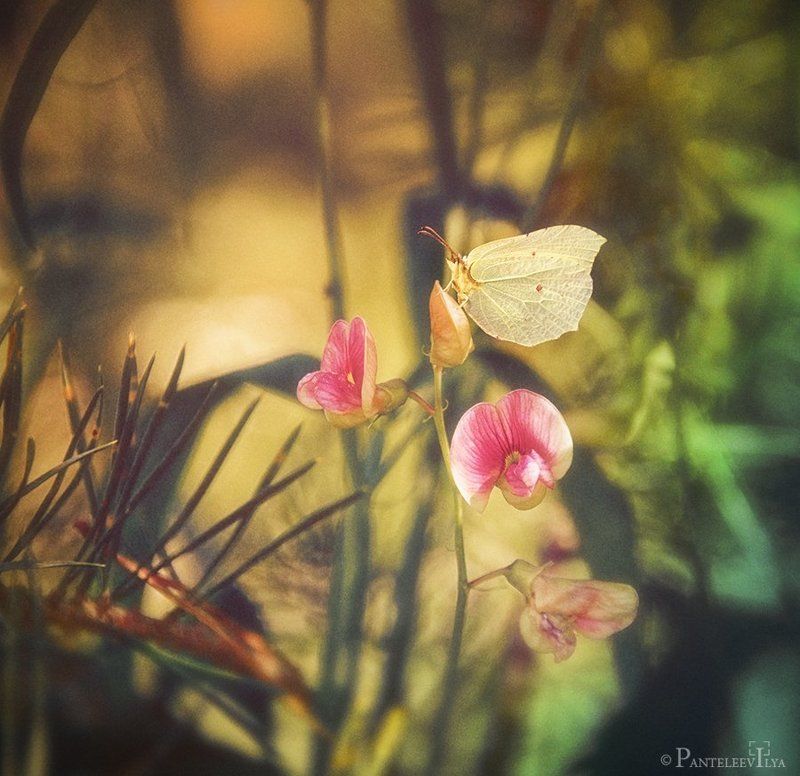 *** фото превью