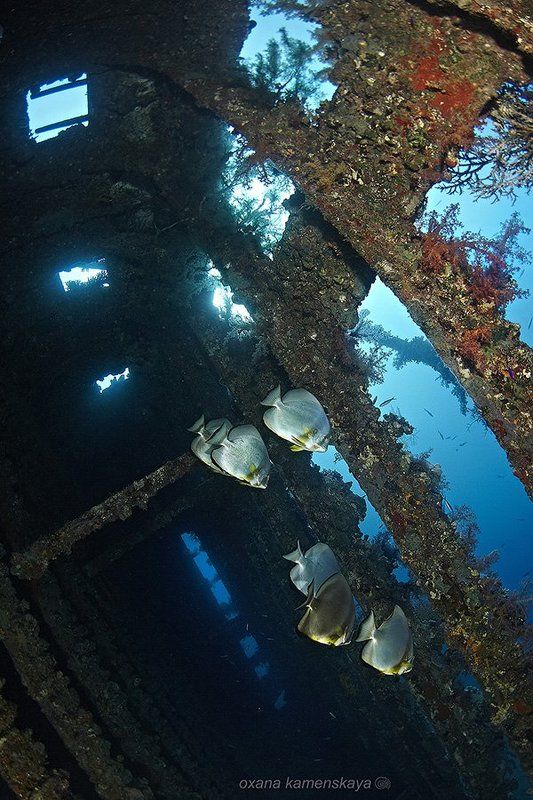 Дом для платаксов фото превью