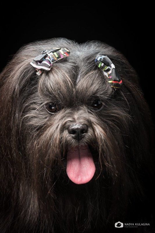 Animal, Dog, Pet, Studio Чупака фото превью