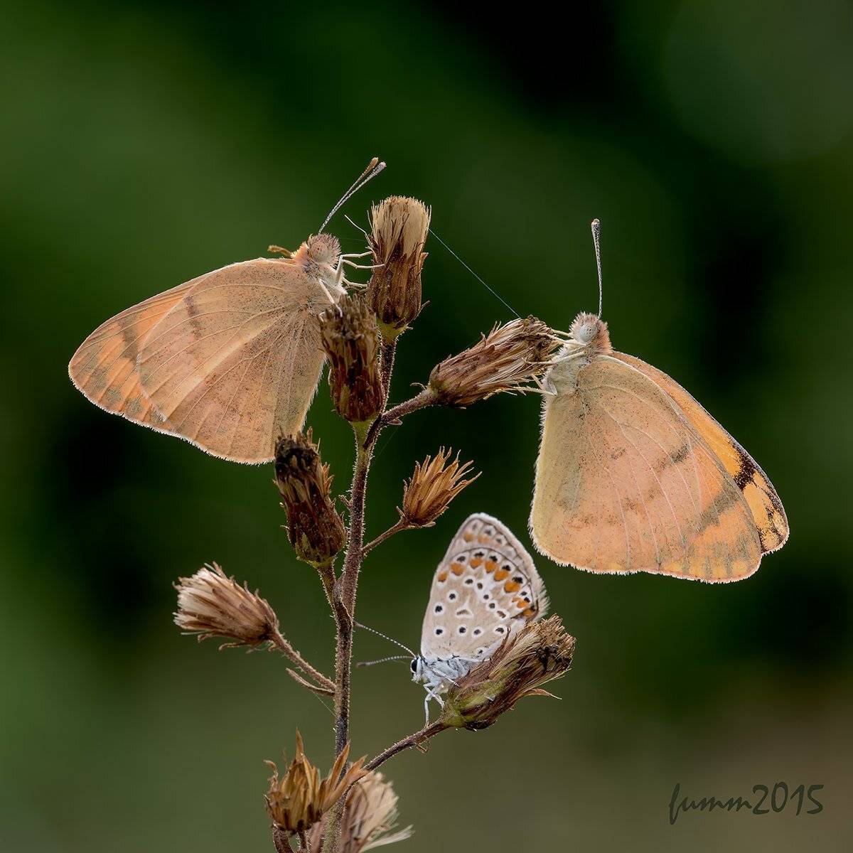 , Игорь ФУММ