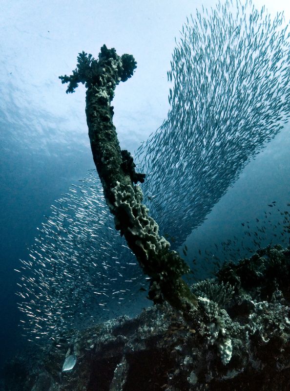 ZEON фото превью