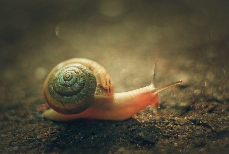 улитка, скорость, макро Движение фото превью
