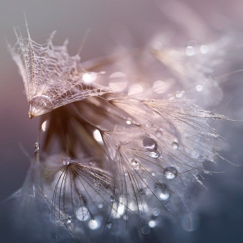 сон старого одувана фото превью