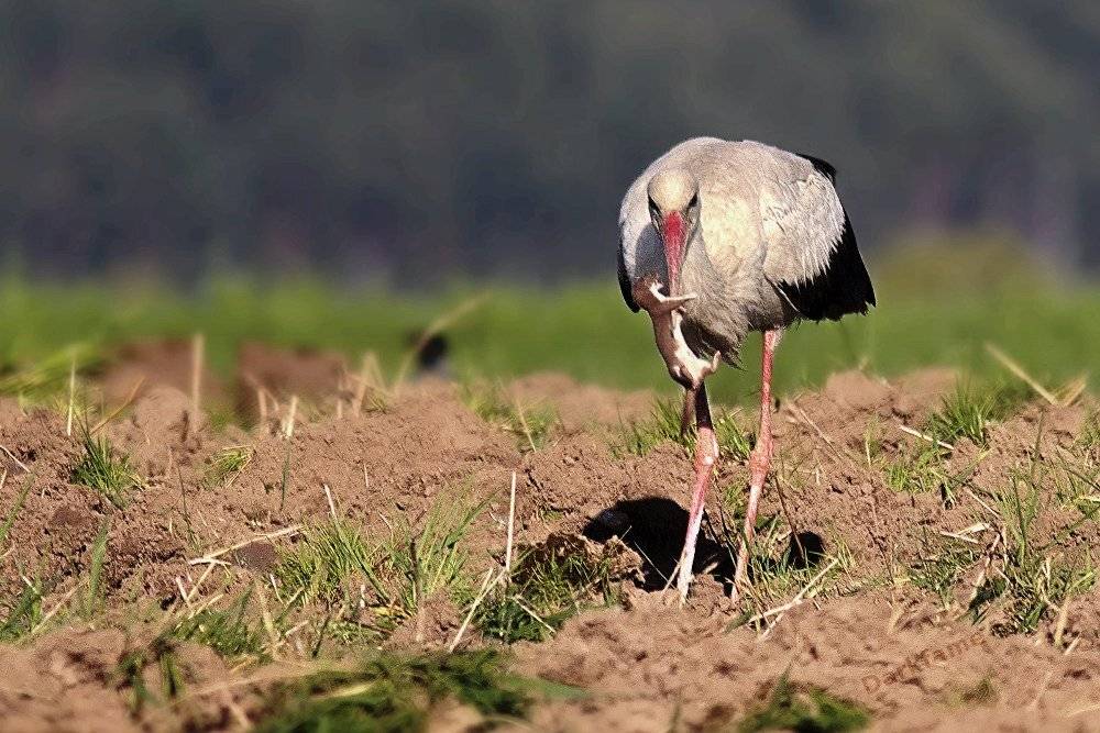 , Георги Славов