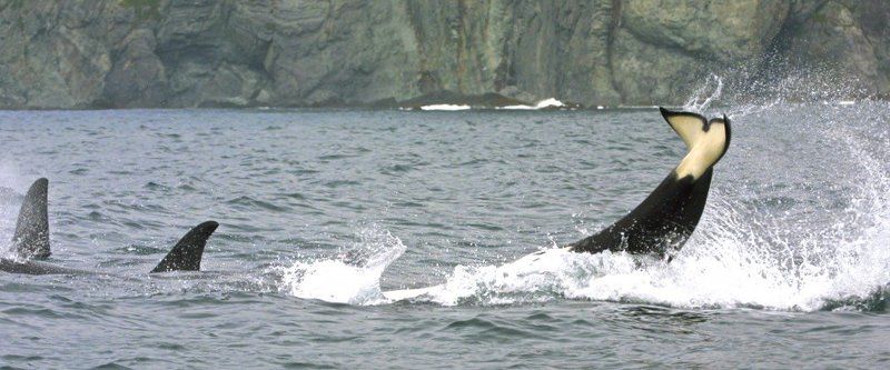 Еще раз про косаток фото превью