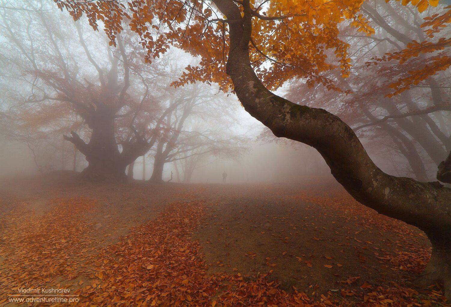 , Vladimir Kushnarev