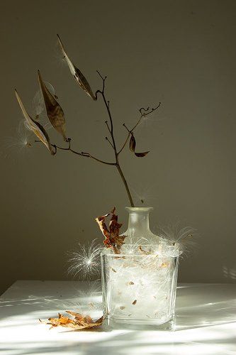  Пух, осень, ноябрь...