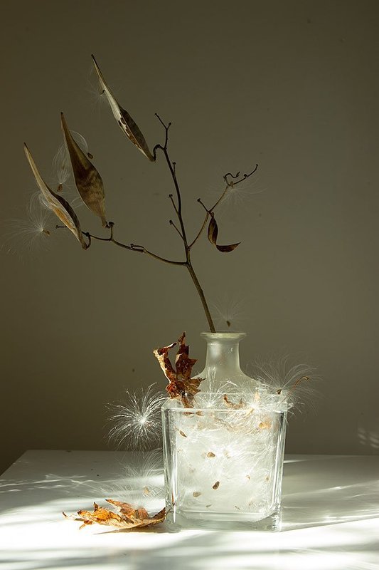 Пух, осень, ноябрь...  Пух, осень, ноябрь... фото превью