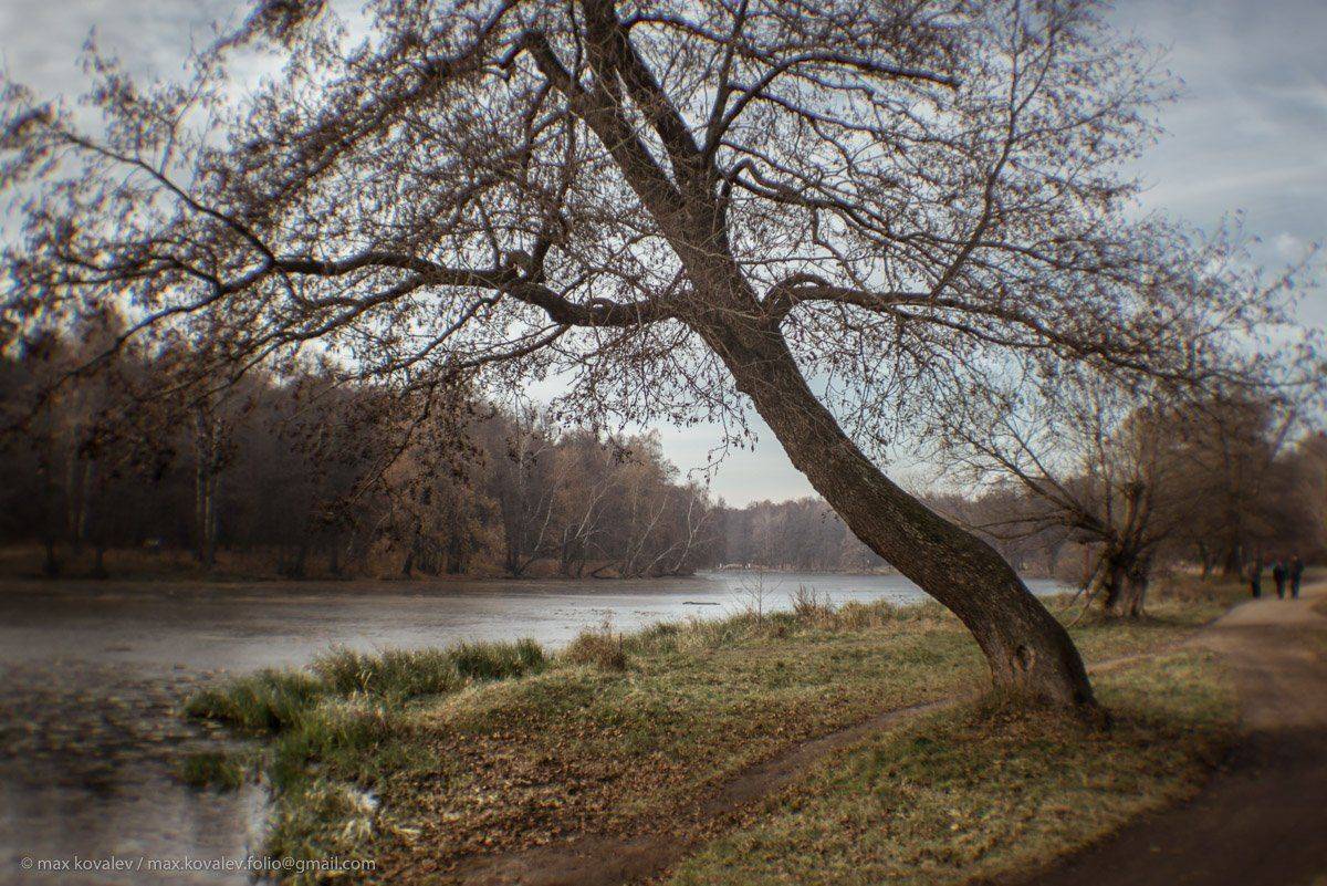 kuzminki, moscow, russia, autumn, bank, crown of a tree, ice, park, path, pond, water, кузьминки, москва, россия, берег пруда, вода, крона, лёд, осень, парк, пруд, тропа, Максим Ковалёв