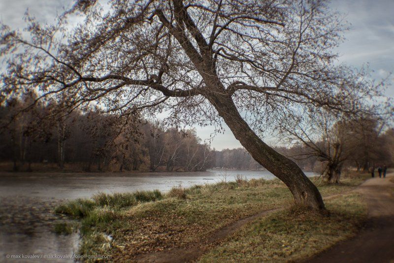 kuzminki, moscow, russia, autumn, bank, crown of a tree, ice, park, path, pond, water, кузьминки, москва, россия, берег пруда, вода, крона, лёд, осень, парк, пруд, тропа Поздняя фото превью