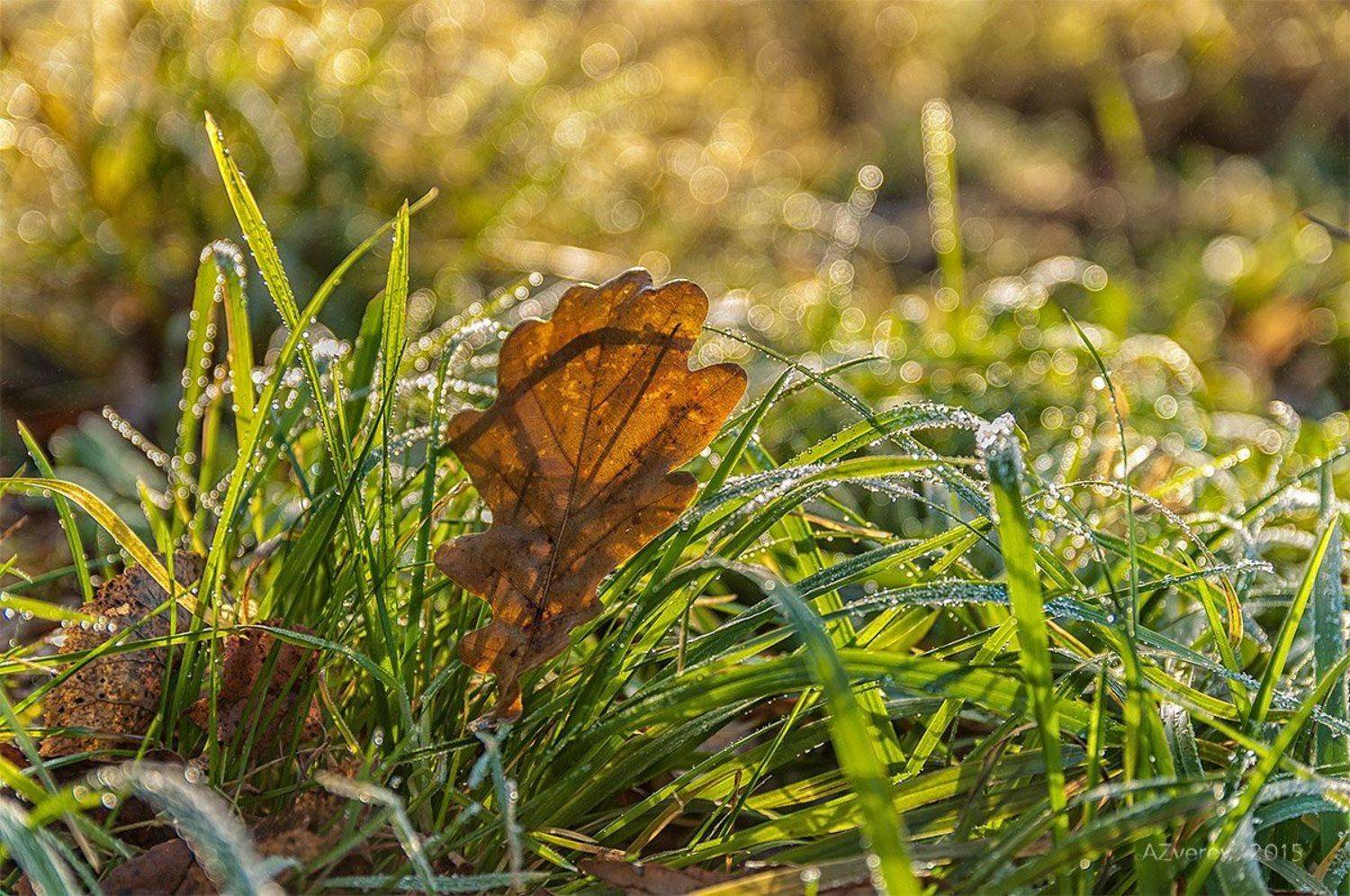 , Анатолий Зверев