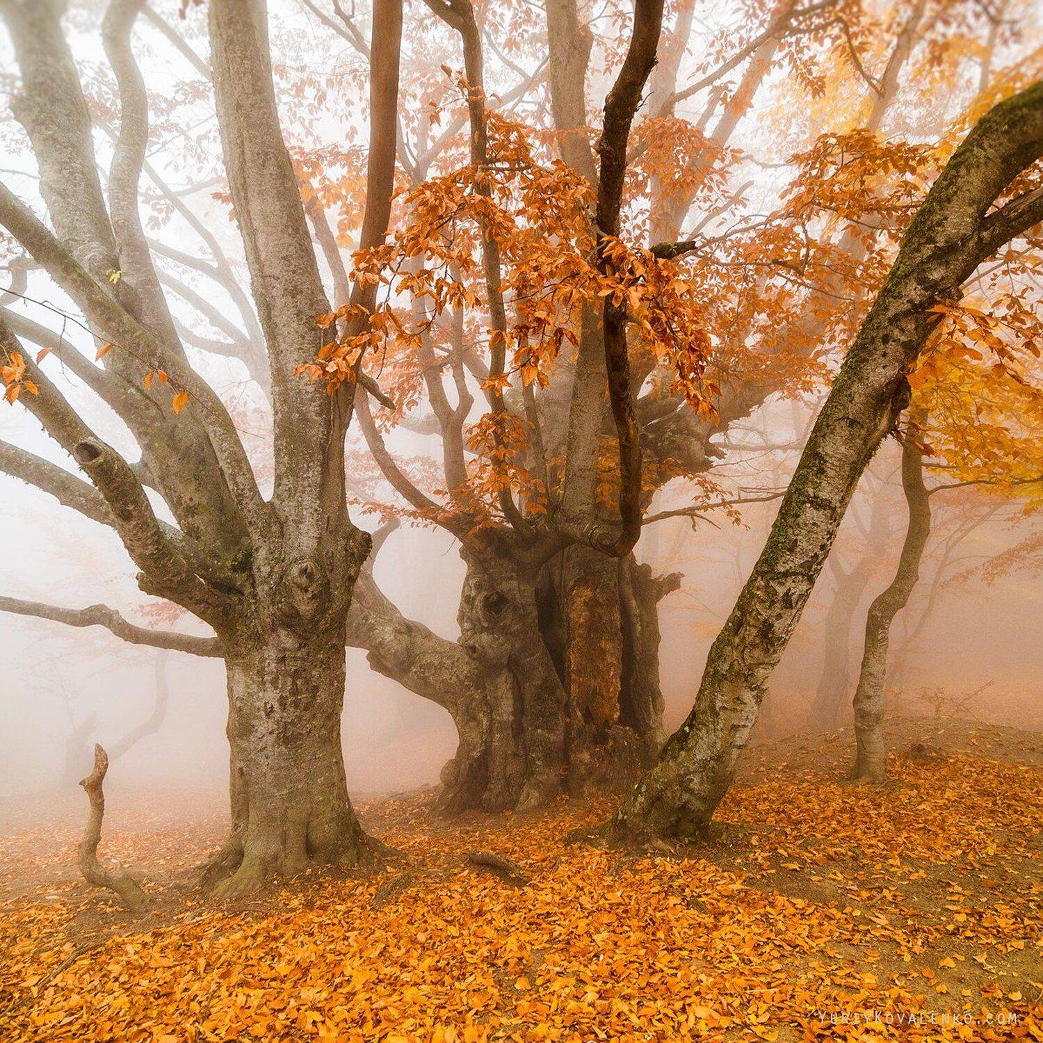 , Юрий Коваленко