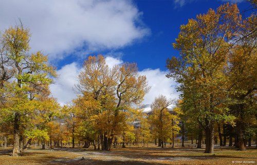 Чаган-Узун. Тополиная роща.