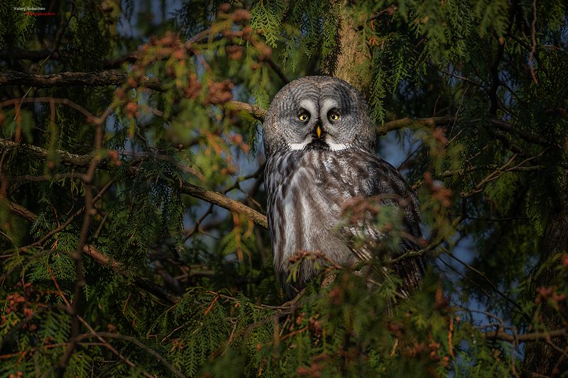 Бородатая неясыть фото превью