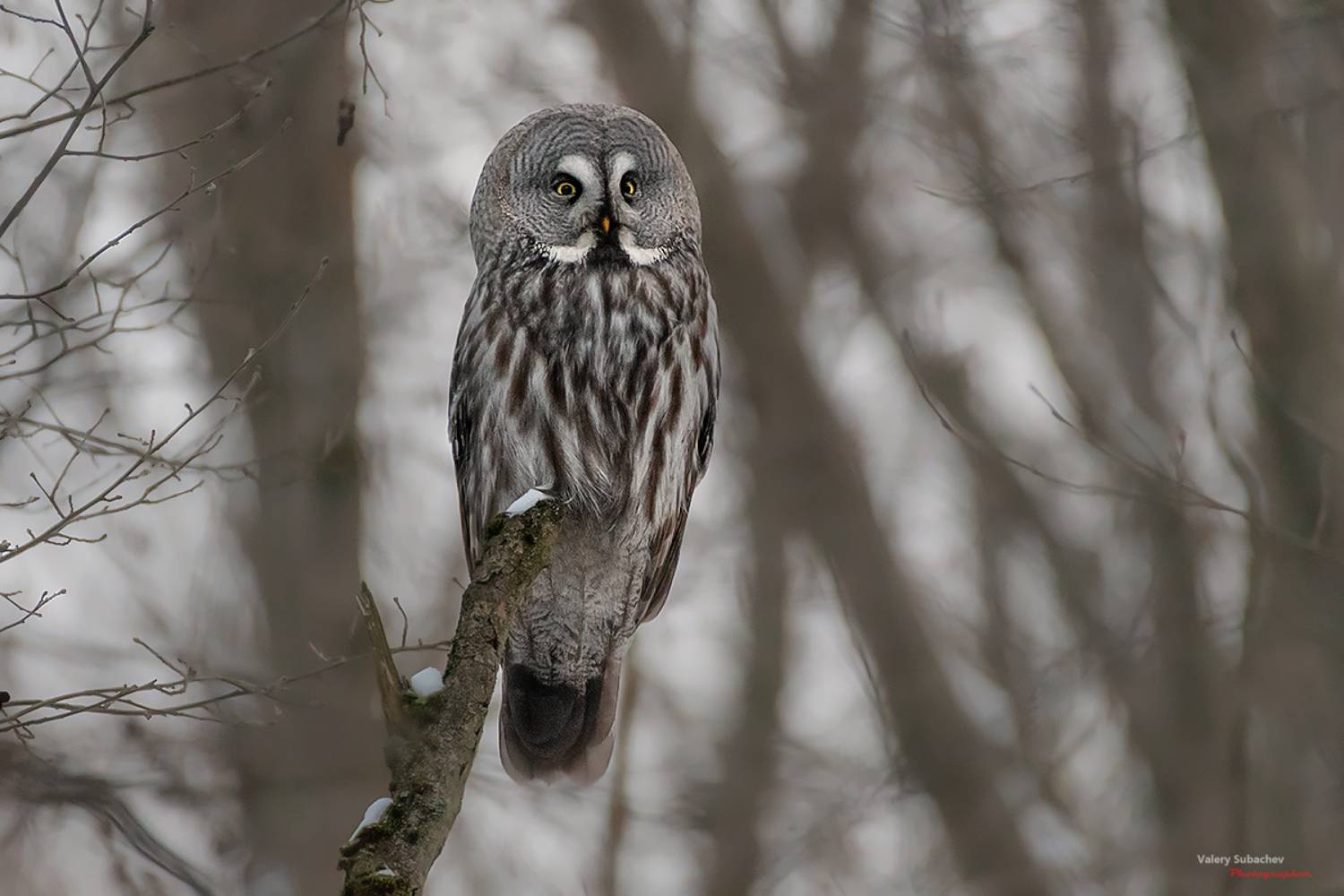 , Валерий Субачев