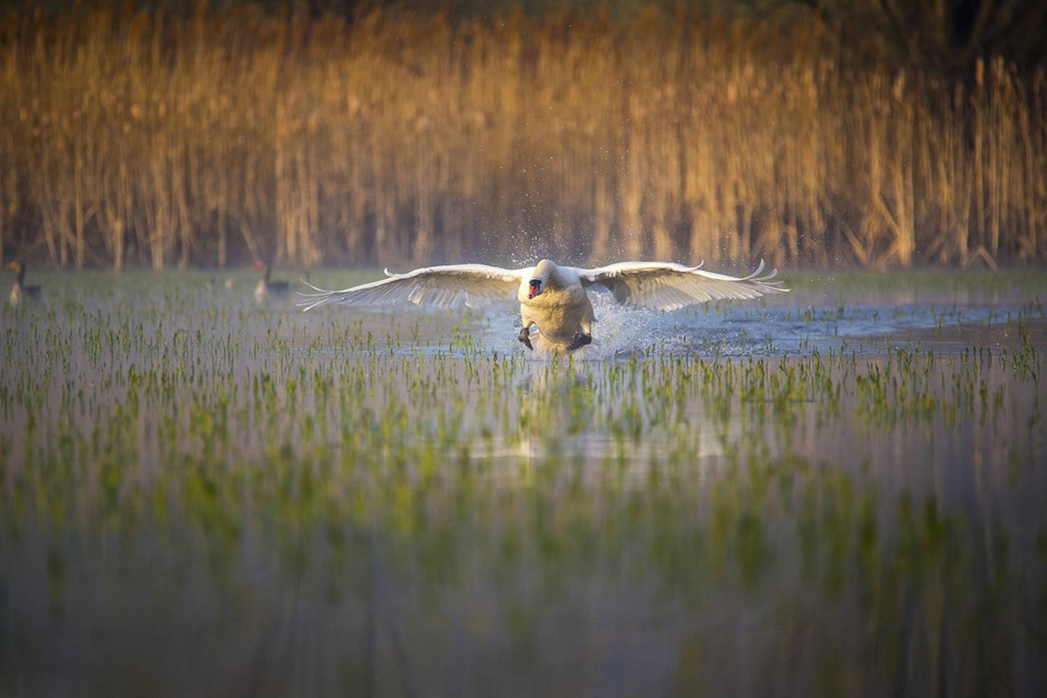 birds, animals, nature, water, lake, PIOTR CZARNIECKI