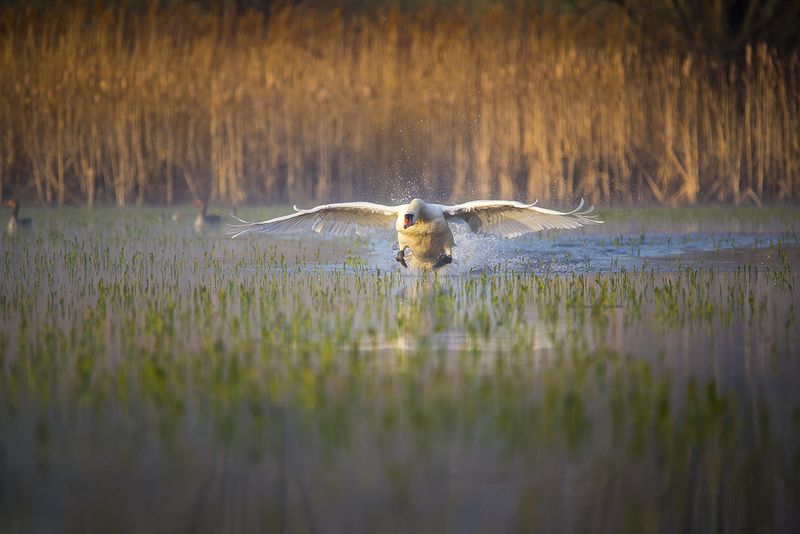 birds, animals, nature, water, lake swan фото превью