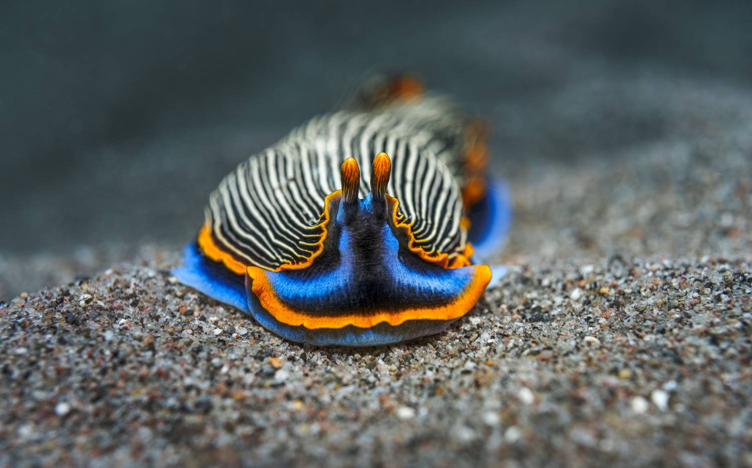 , Савин Андрей