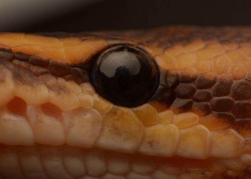 macro, nature, snakes, reptiles Ball Python фото превью