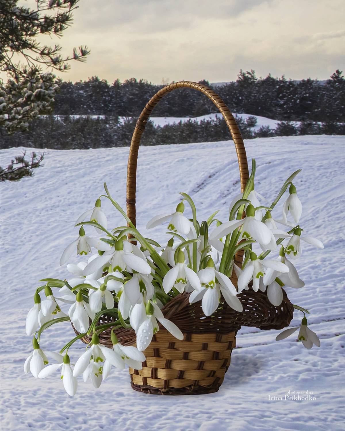 натюрморт, пленэр, цветы, зимний пейзаж, подснежники, Приходько Ирина