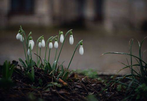 Снежные капли цветущей зимы.