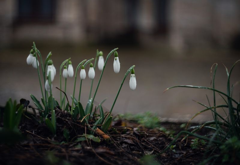 Снежные капли цветущей зимы. фото превью