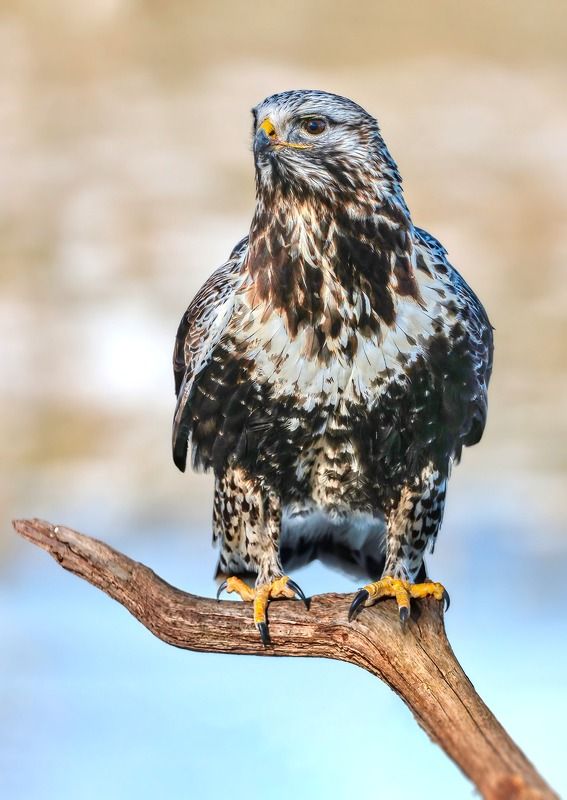 buteo lagopus, мохноногий канюк Тундровик фото превью