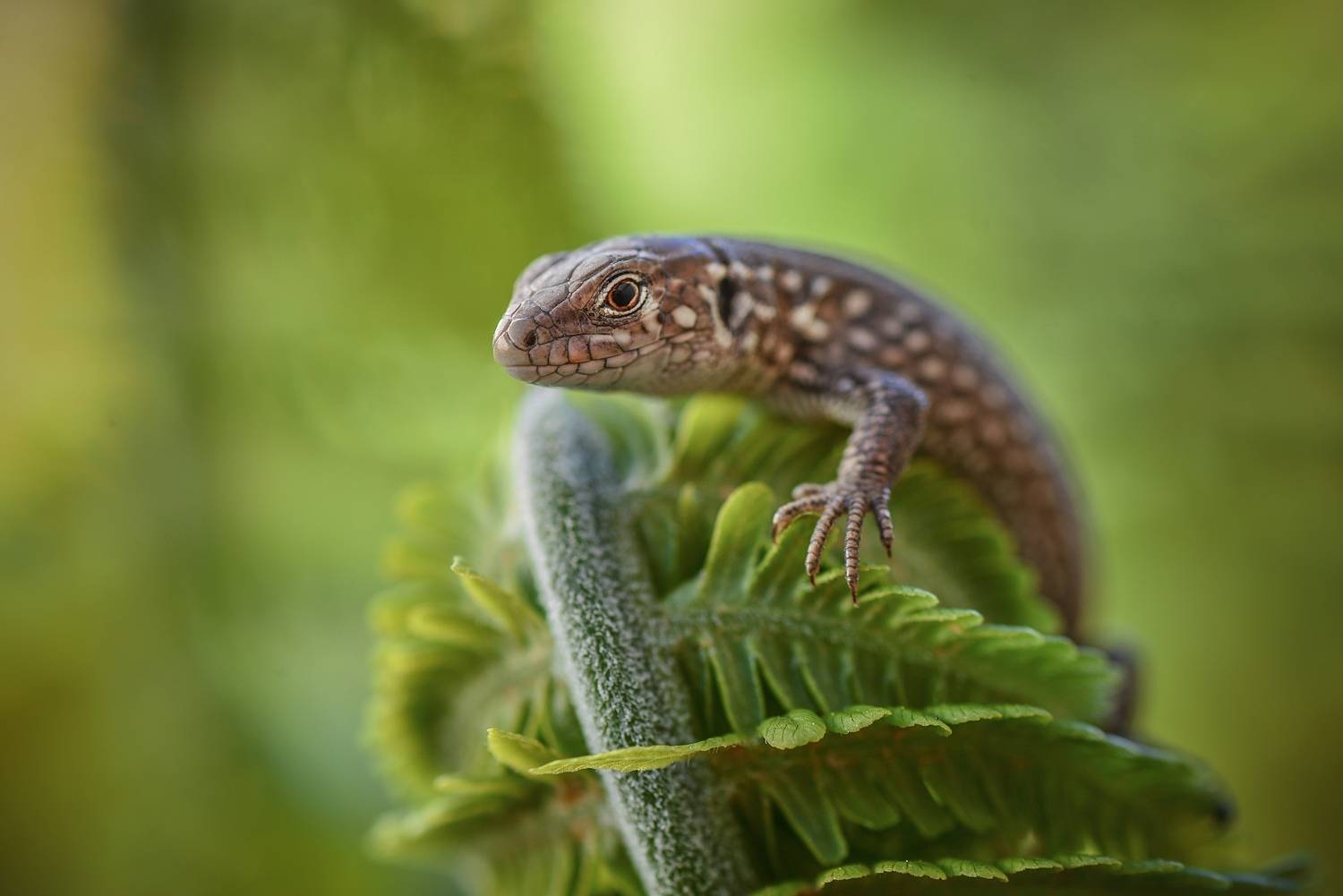 , Лапшина Владлена