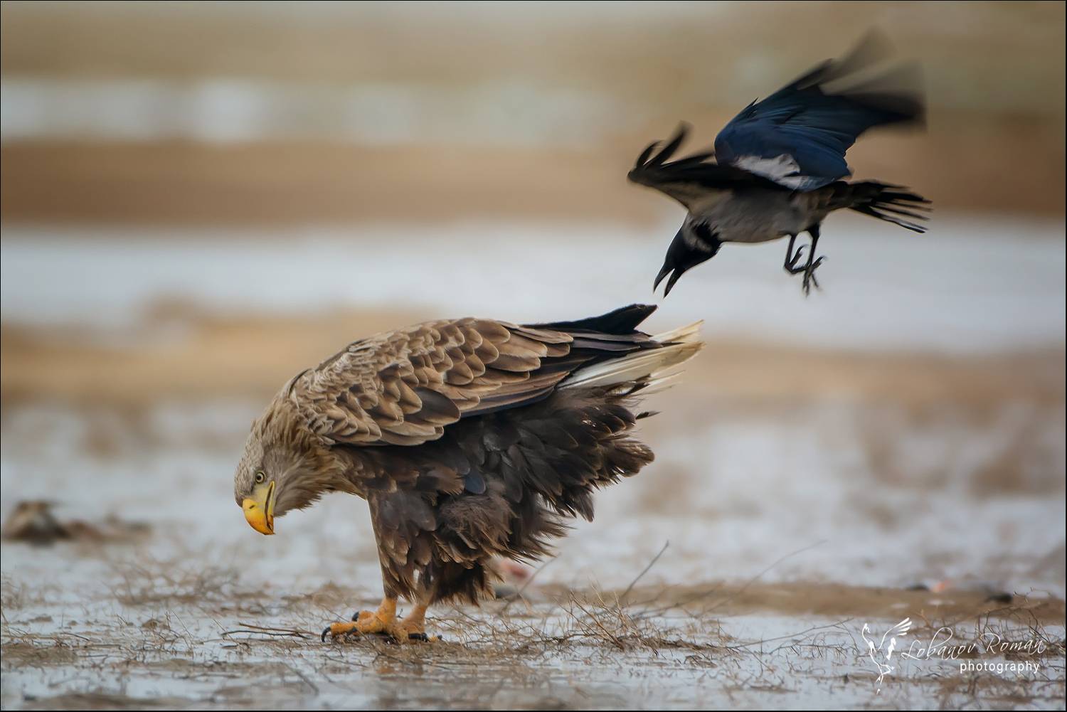 , Лобанов Роман