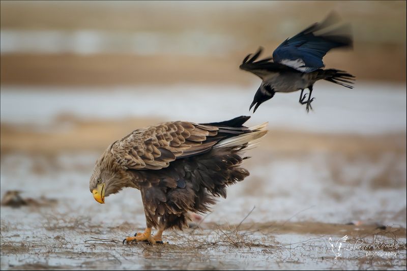 * * * фото превью