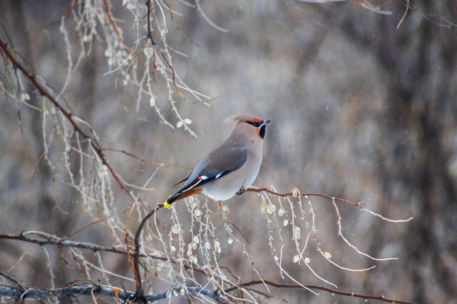 свиристель, Александр Канцур