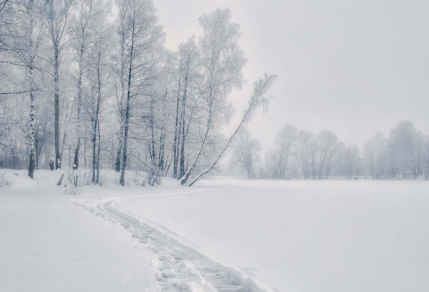 следы берёзы иней, Вера Петри