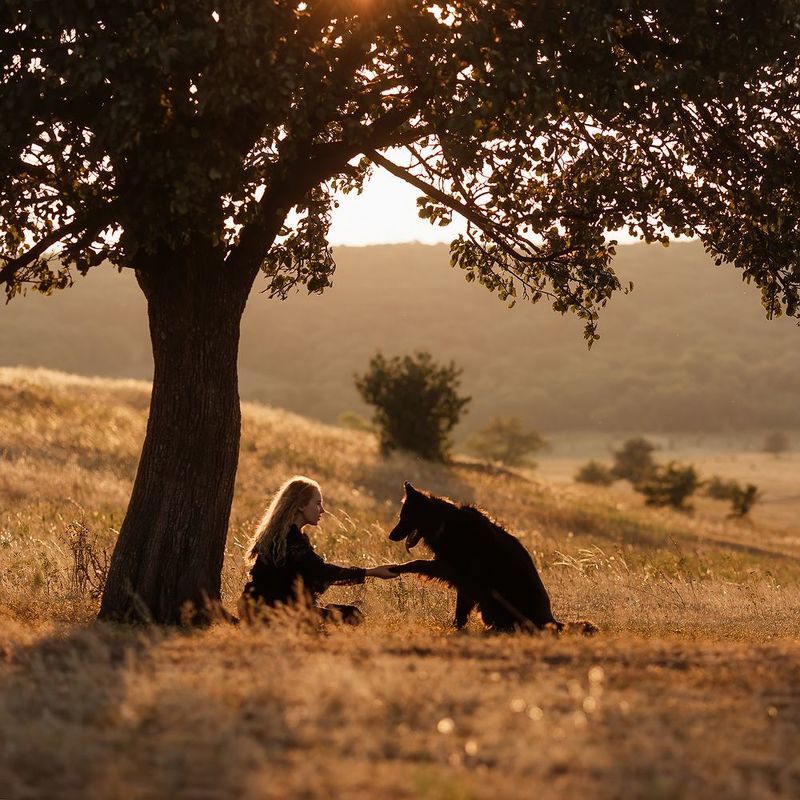 собака, закат  фото превью