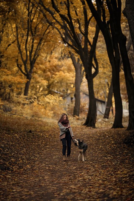 собака, метис, осень  фото превью
