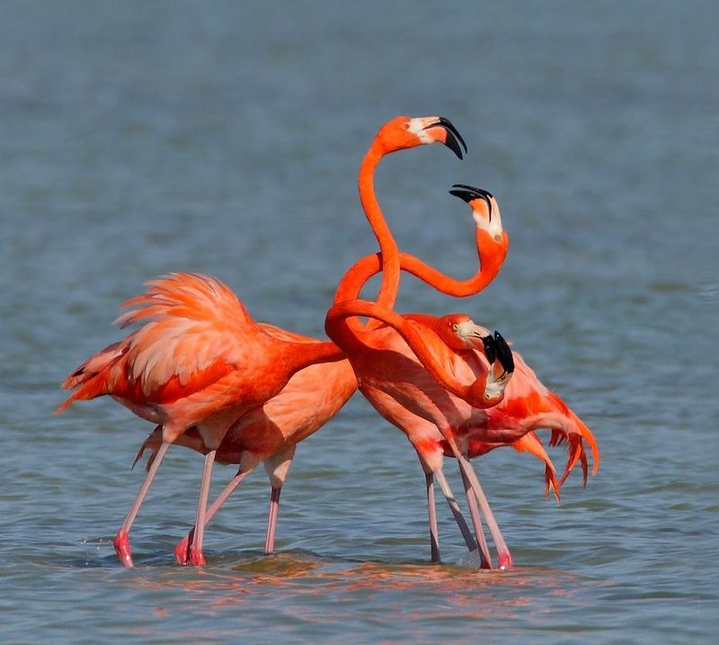 Алая страсть фото превью