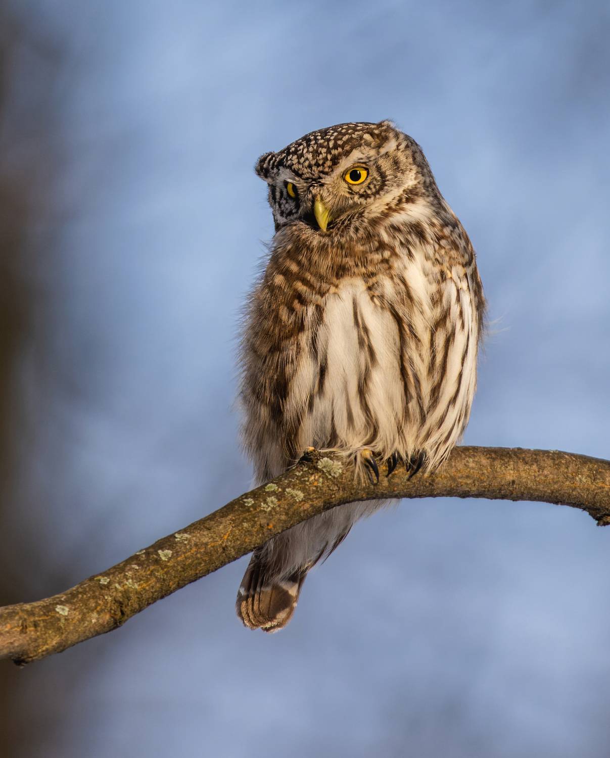 , Дэм Константин