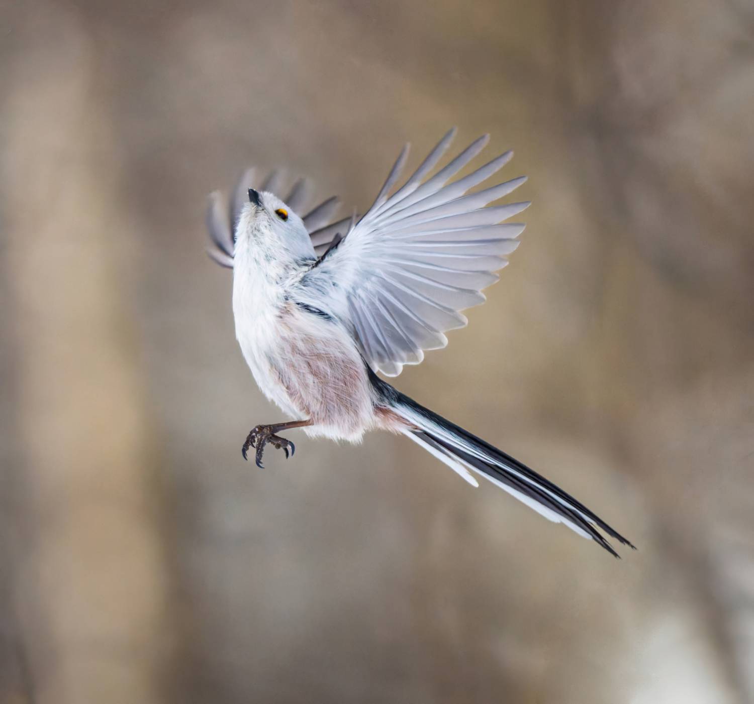 , Дэм Константин